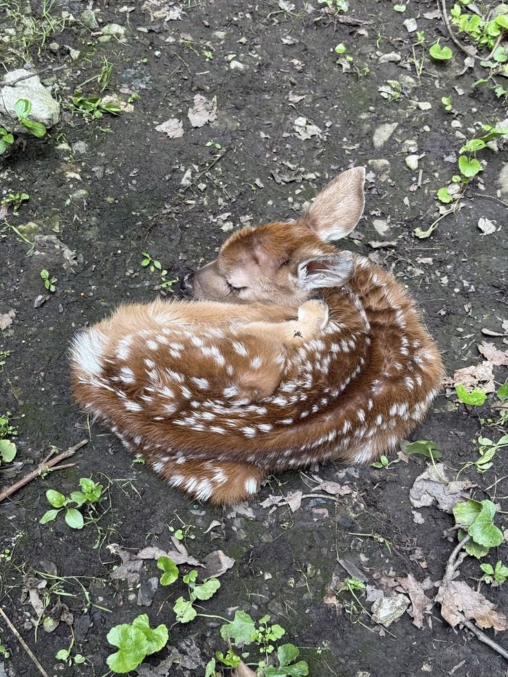 cerviinho's tweet photo. shhhh.... his week was crazy he needs a nap https://t.co/AckEYSojnG