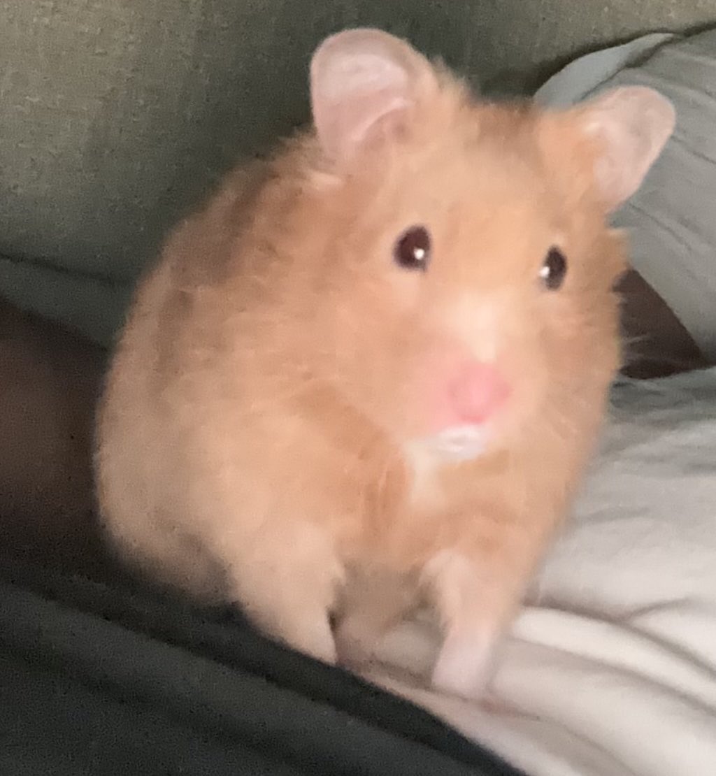 jarheead tweet picture