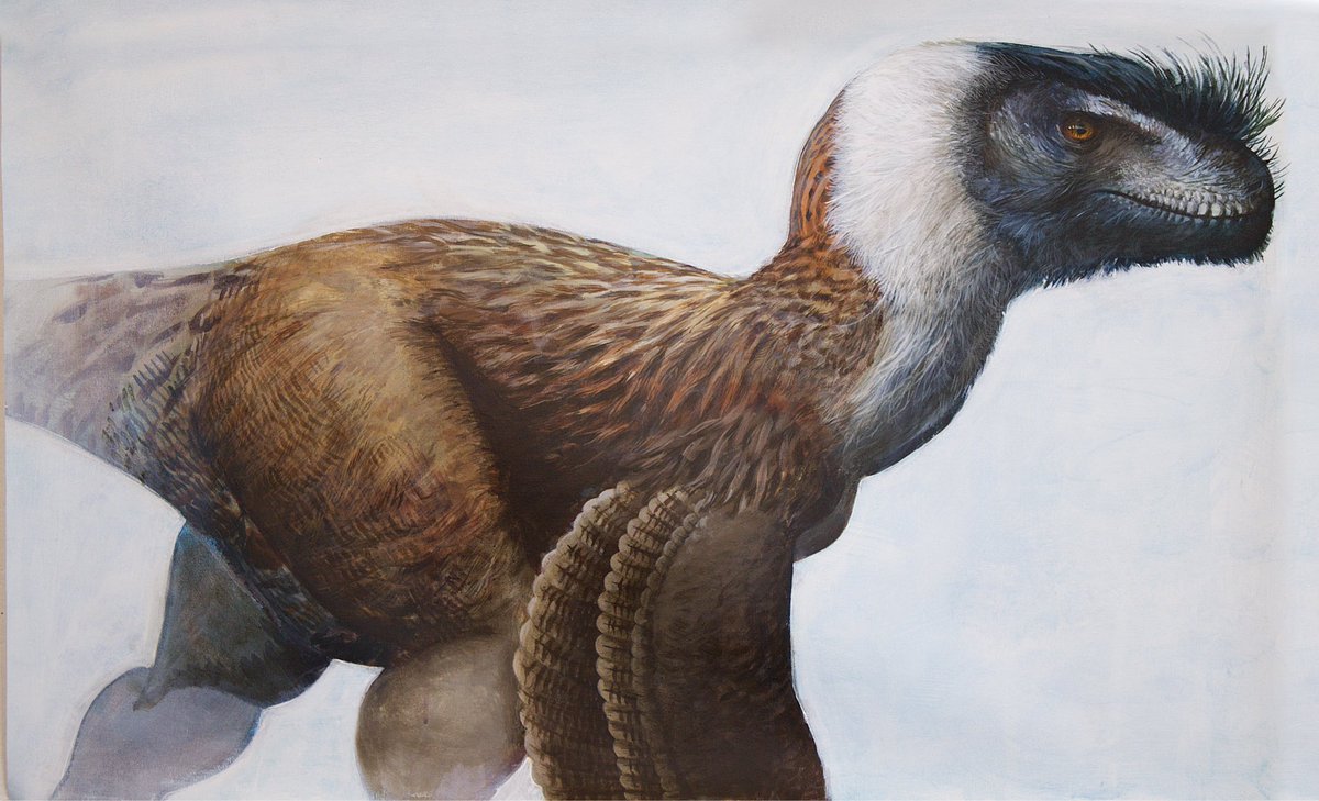 mauricios_art's tweet photo. Dromaeosaurus albertensis done in acrylic https://t.co/jeg7bItg37