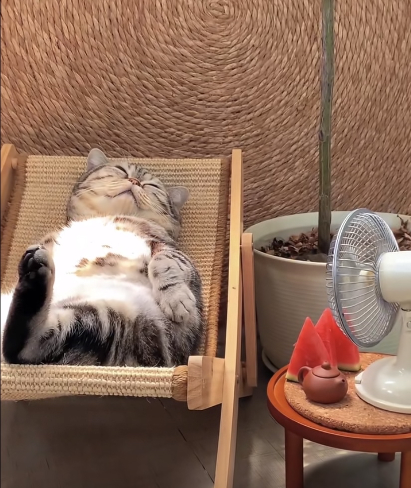 AvaWinterbt's tweet photo. Mi gatito pasó de ser un bebé peludito a un compaero juguetón en solo 3 meses  La magia del crecimiento de nuestras mascotas! https://t.co/G06AOn7hLs