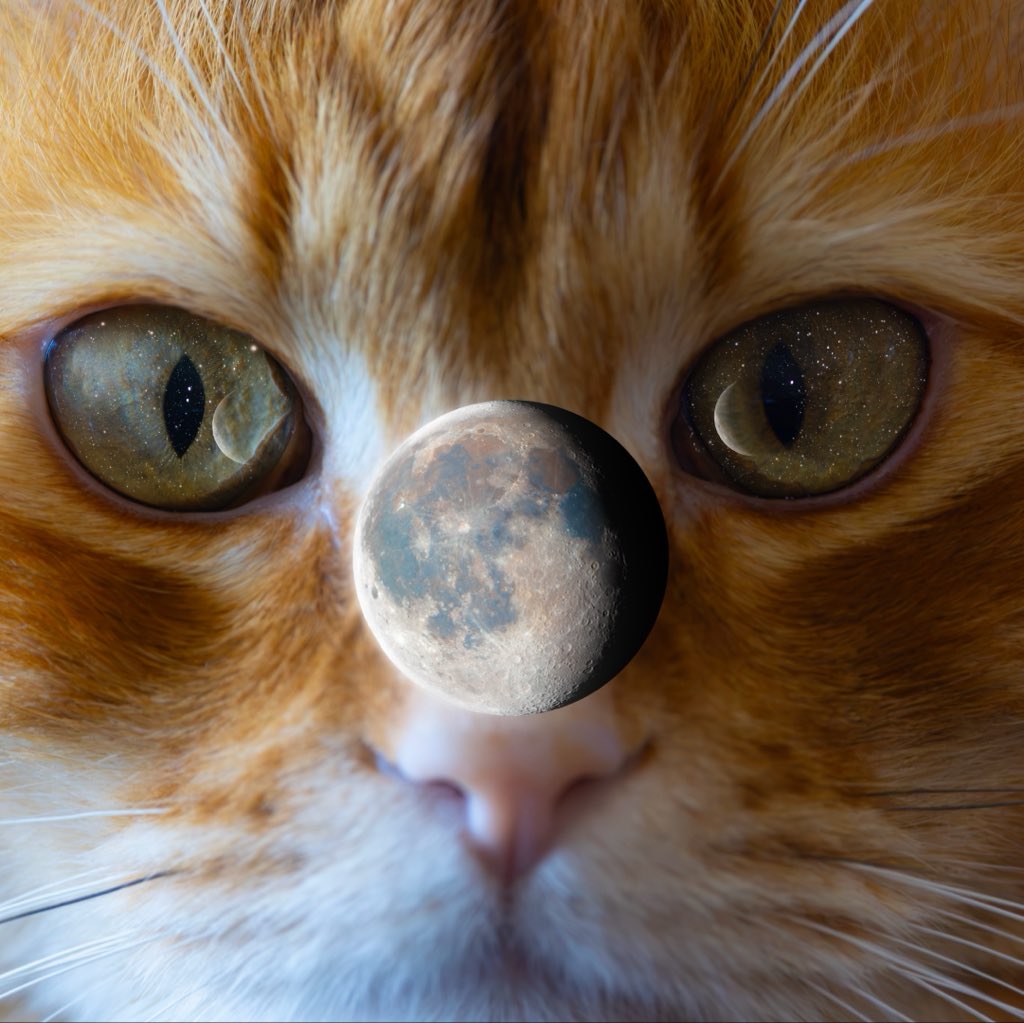 AJamesMcCarthy's tweet photo. Gregory is eyeing his next snack for February in my Cosmic Gregory calendar.

This was loads fun to make, coming up with creative ways to photograph Gregory, capturing astrophotos, and then artistically compositing them into each frame.

See it here: https://t.co/arBRwdr57j https://t.co/V99ZUJkP8m