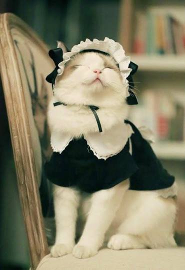 MARKRAlSON's tweet photo. @NRKS_T かわいい( ・∀・)っ https://t.co/o8Vt92E8Ml