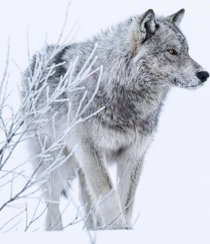 wolflope's tweet photo. https://t.co/tLTftnYfRt