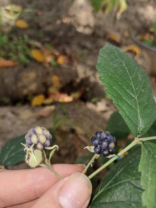RegotekEth's tweet photo. another Rubus Caesius cold selection line https://t.co/EwbGBLvutx