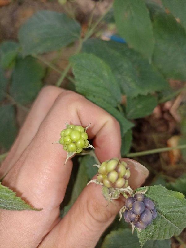 RegotekEth's tweet photo. another Rubus Caesius cold selection line https://t.co/EwbGBLvutx