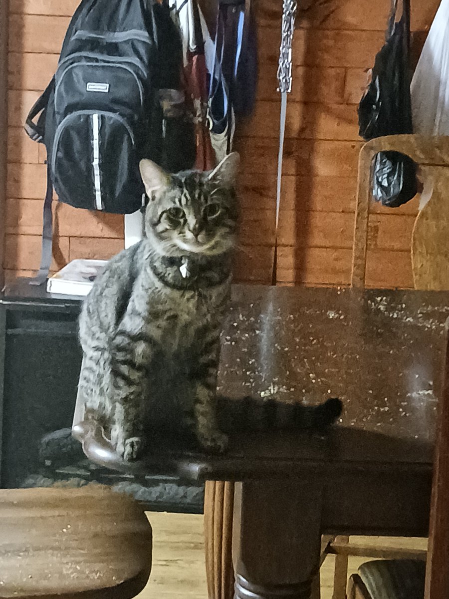 Deathmetaldadd's tweet photo. @cattribunal My cat has some explaining to do. https://t.co/lCyfRMzoSC