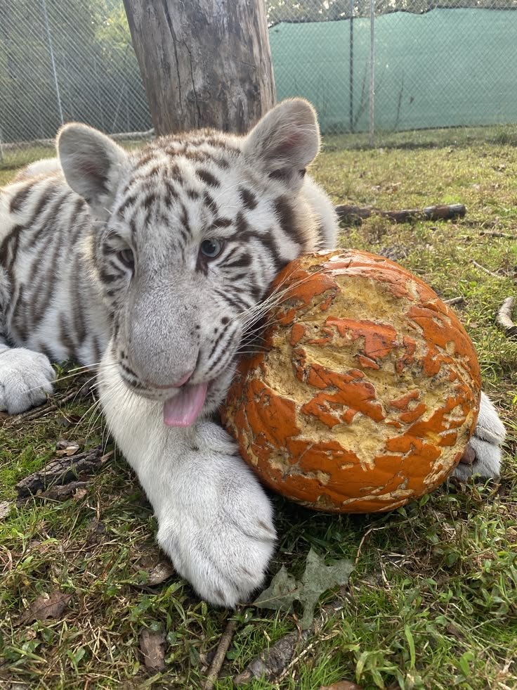 SillyTigerCat's tweet photo. Our month is here tigers may the world become striped! https://t.co/zSJi2DZAk1