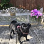 Photo by Brigadier ( the nut job )and Ernie his new bro. (@PugBrigadier)