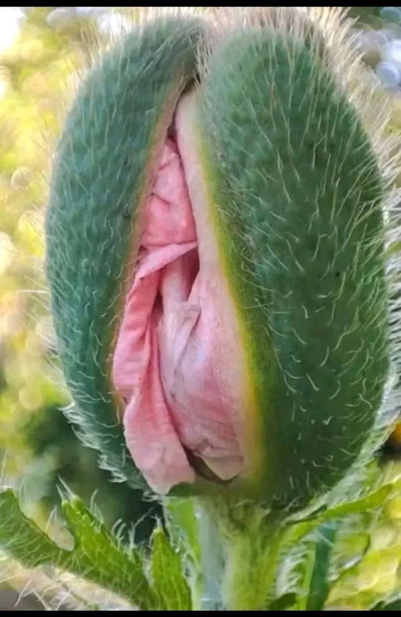 ThaRealSuprem's tweet photo. Nature's beautiful, isn't it? https://t.co/F0lPR5FIG7