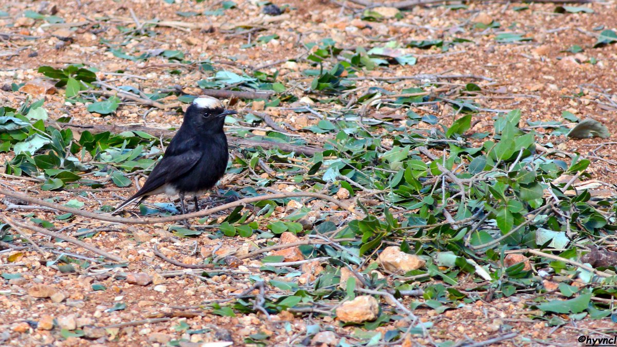 OzgunSozuer's tweet photo. https://t.co/TsH9edk7WS

White-crowned Wheatear | Oenanthe leucopyga | AK TEPELİ KUYRUKKAKAN

#oenantheleucopyga #whitecrownedwheatear #pajareo #hayvanmanzaraları #16x9_birds #ruralecology #birdsofX #thephotohour #dailyphoto #pintofotografía #ThePhotoHour #YourShots #photohdr https://t.co/ASP6IERqWy
