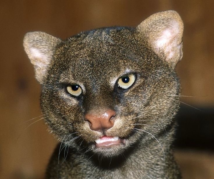 Havinamee's tweet photo. También me gustan los jaguarundis rojos y cafés y su nariz de forma de osito https://t.co/AmqZ4xZuu6
