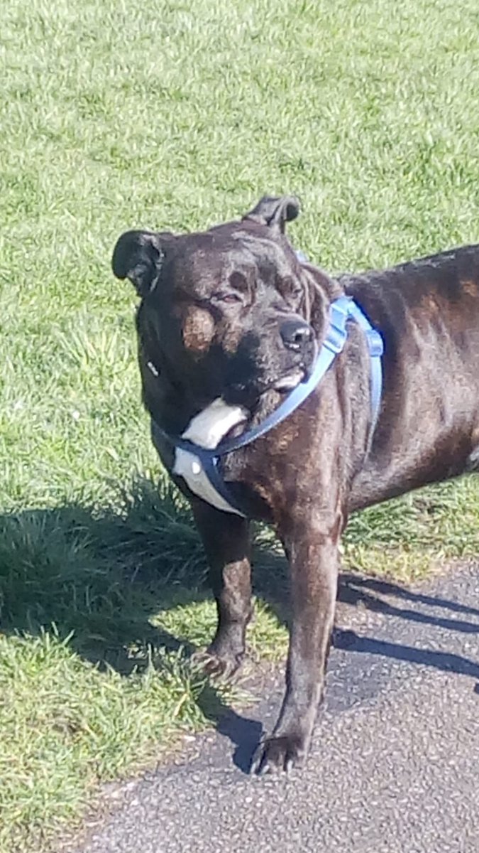 Kevinwallbfpnt's tweet photo. It's nearly been 12 months since I lost my boy Zeus I miss him so much 😭 https://t.co/BfKqA9GBsy