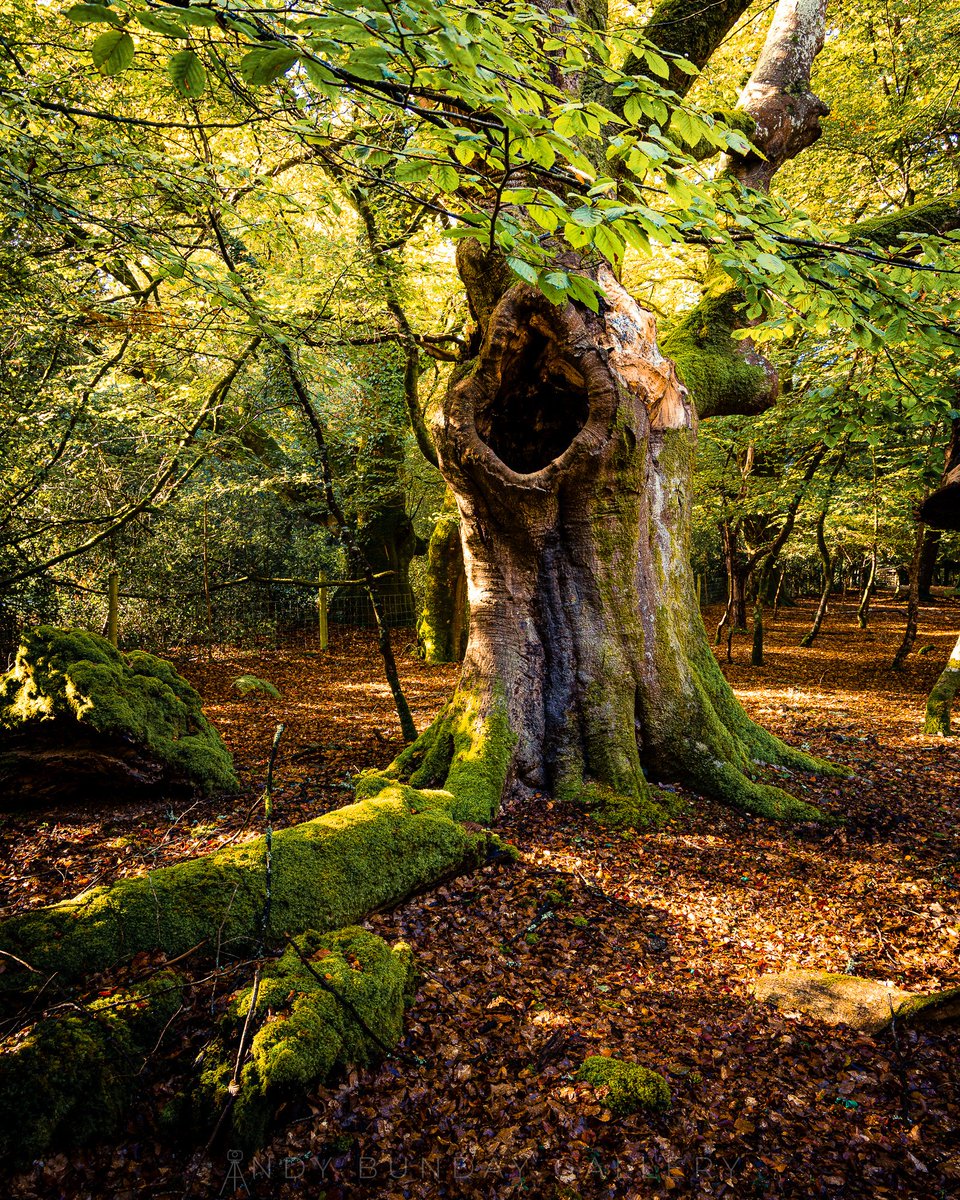 BundayAndy's tweet photo. Happy Friday! Spotted this gnarly character on yesterday’s New Forest walk. My family see a face… but is it yawning or screaming? 😂

What do you see — a face, or something else entirely?

#NewForest #LandscapePhotography https://t.co/HBfizPgHm4