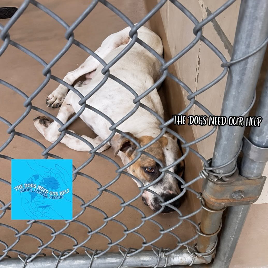 cashsmama08's tweet photo. 💔TERRIFIED MAMA LEFT BEHIND SCHEDULED FOR EUTHANASIA FRIDAY 10/2💔😰
Here's her heartbreaking story⬇️
This sweet mama was found living in a creek bed near Princeton, TX with her 6 underage puppies. Independent rescuers/individuals were able to safely capture & save all of her babies just in time, but mama was trapped by animal control & taken into Collin County Animal Services. She’s on stray hold until tomorrow.
Now she is completely shut down in the shelter. She is described as shy & terrified, incredibly skinny, & was reportedly severely attacked by ants. The shelter vet advised that she stop nursing her babies immediately. Mom is probably in so much pain.💔💔💔
Her puppies are safe in foster homes without rescue backing. Mama is not. 
She needs someone willing to give her the time, patience, & quiet, safe environment she needs to decompress & learn that she is finally safe. She does not need someone to expect an instant transformation. She needs someone willing to give her a chance.
The puppies & mom were living in a wooded area with a dry creek bed behind a construction zone off 380. After the recent rain, the creek flooded to mid-shin, with leeches & Copperheads in the water. Their den had at least 4 inches of water when animal control went out.
Her stray hold ends FRIDAY 10/2, & she needs a rescue to tag her to save her life. She will be euthanized if no local foster steps up for rescue in time.
If you can foster this mama for a rescue, PLEASE step up now. A safe home could completely change the course of her life.🙏🙏🙏
#A61821895
3 years, female, pittie mix
Collin County Animal Services
4750 Community Ave, McKinney, TX 75071
Tues-Fri 11 a.m.-5:30 p.m.
Sat-Sun 11 a.m.-4:30 p.m.
 972-548-4100
Rescue Tags: animalshelter@collincountytx.gov
Needs a local foster for a rescue to save her life🙏