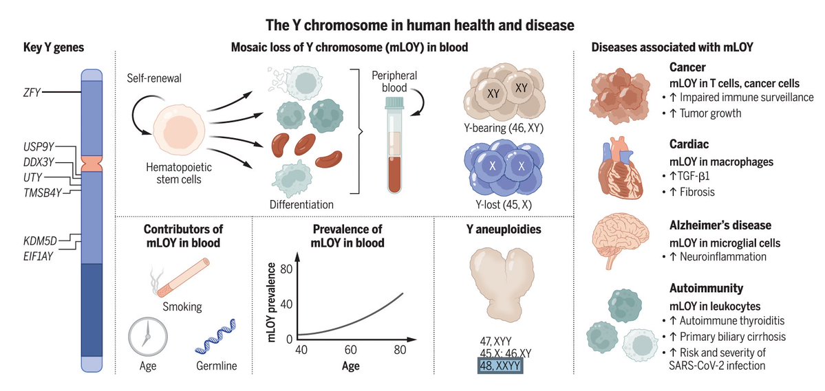 EricTopol's tweet photo. By age 70, 40% of men have mosaic loss of Y chromosome (mLOY);  about 20% exhibit Y loss in at least 10% of their blood cells. 
mLOY carries a significant risk for cancer, heart disease, Alzheimer's, and autoimmunity. But we don't measure it!
Reviewed in @ScienceMagazine today https://t.co/5lj10syyjk