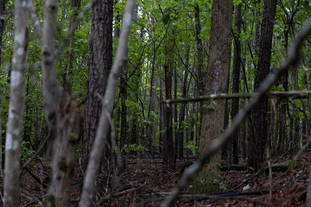 DaveScottWild's tweet photo. Woods like this don't make for great pictures but they are wonderful to spend time in.  
The color, the smell, just the way the air feels...I love being out here.
I'm working on a project in my backyard and I think I'm starting to make friends with one of the local squirrels. https://t.co/Pg00I8HIMO