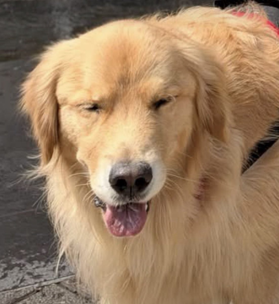 Raulgutierrez's tweet photo. @Polo_Morin El perro 😂 https://t.co/QmxSl7zkBk