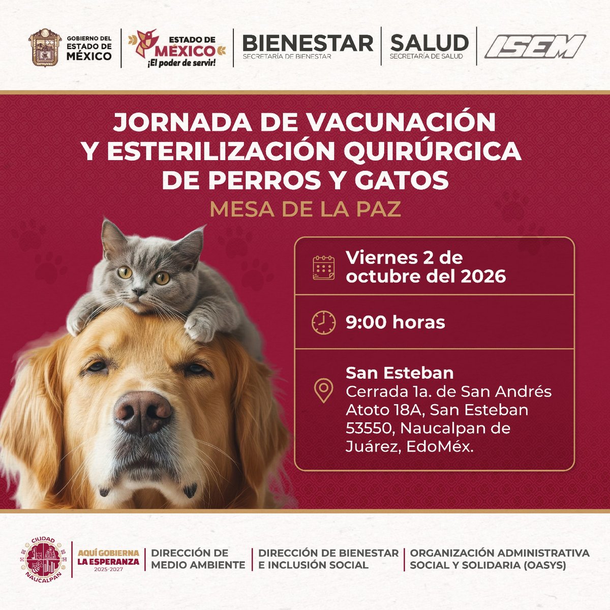 GobNau's tweet photo. Este viernes 2 de octubre, se llevará a cabo la Jornada de Vacunación y Esterilización Quirúrgica de perros y gatos en San Esteban.🐾 🐶🐱

📅 Viernes 2 de octubre de 2026
⏰ A partir de las 9:00 horas
📍 Cerrada 1a. de San Andrés Atoto 18A, San Esteban, #Naucalpan.

Para esterilización se contará con 50 fichas y se recibirán perros y gatos que cumplan con los requisitos establecidos.

👉 Consulta en las imágenes todos los detalles.

#AquiGobiernaLaEsperanza #Naucalpan #BienestarAnimal #Vacunación #Esterilizacion