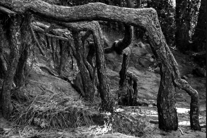 A black and white photograph of large tree roots arching over a forest floor near a stream.