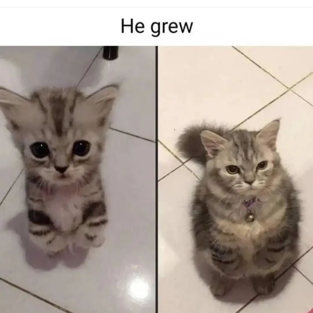 PunchingCat's tweet photo. https://t.co/2dvuDXiN2m