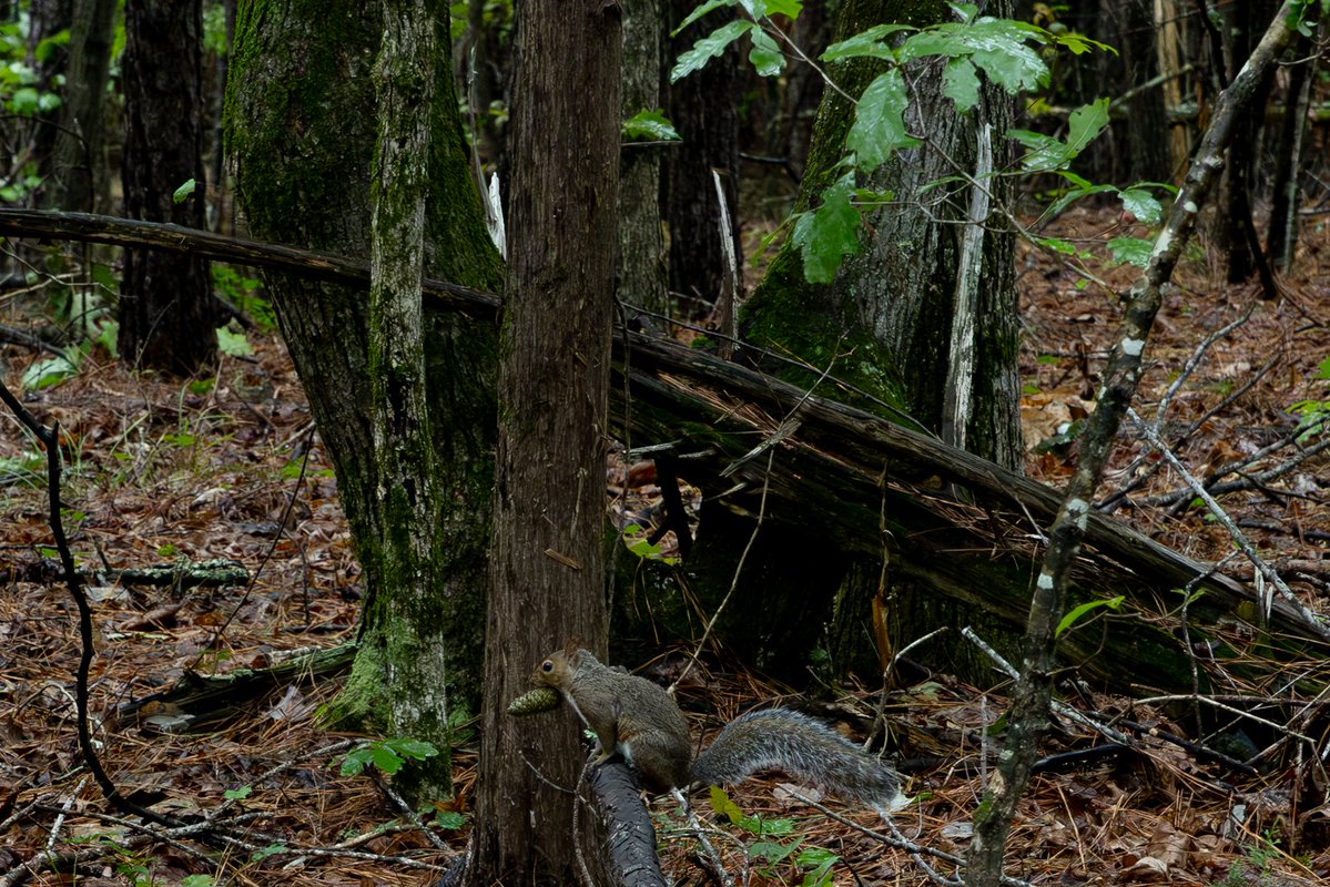 DaveScottWild's tweet photo. Woods like this don't make for great pictures but they are wonderful to spend time in.  
The color, the smell, just the way the air feels...I love being out here.
I'm working on a project in my backyard and I think I'm starting to make friends with one of the local squirrels. https://t.co/Pg00I8HIMO