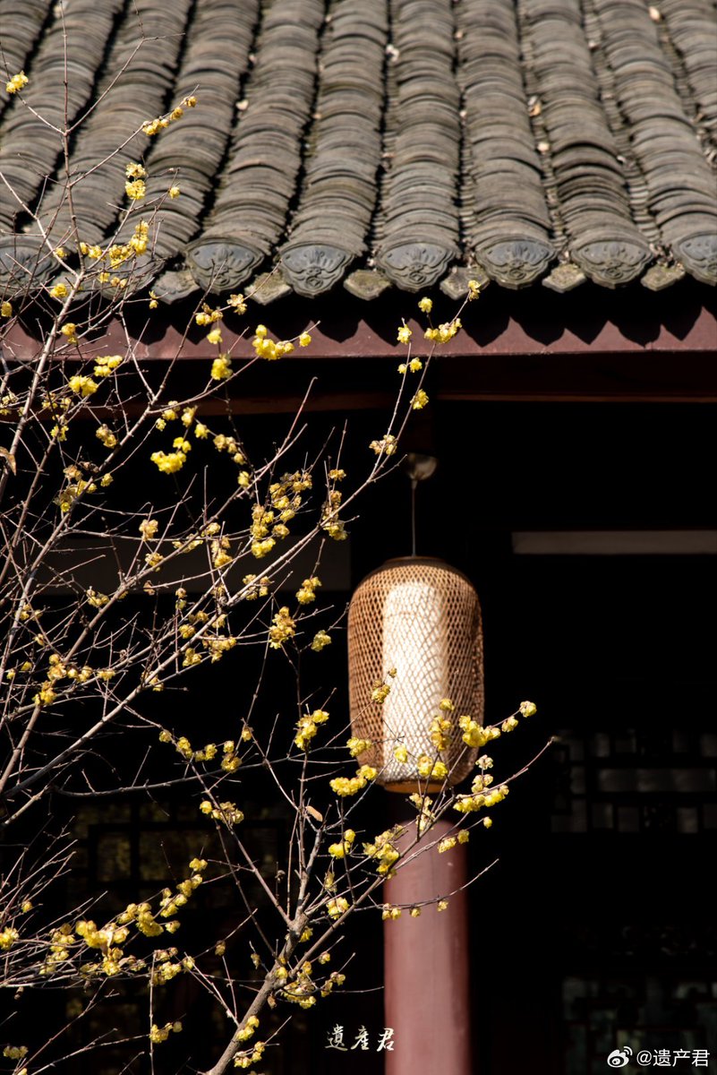 iam_richcal_fb5's tweet photo. In this quiet alley, the old antler leans against the tip of the branch, with the wax plum blossoms falling softly beside it. https://t.co/n5d31mH770