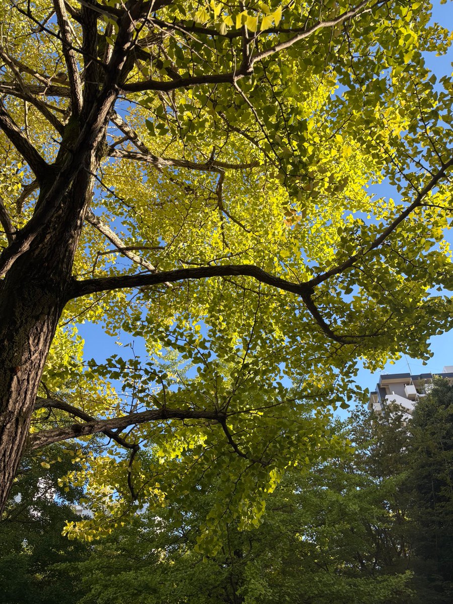 Seansuzuki12's tweet photo. 昨日の東京
久しぶりの青空でした。
窓から秋晴れの空を眺めていると
急に外を歩きたくなり
山積する仕事を投げ出して
近くの公園を一人で散策しました。
季節は足早に過ぎてしまいます。
今年の秋は今年限り。
今この時を存分に味わい
人生の機会損失を回避しましょう🌷 https://t.co/eU1QyXsd9g