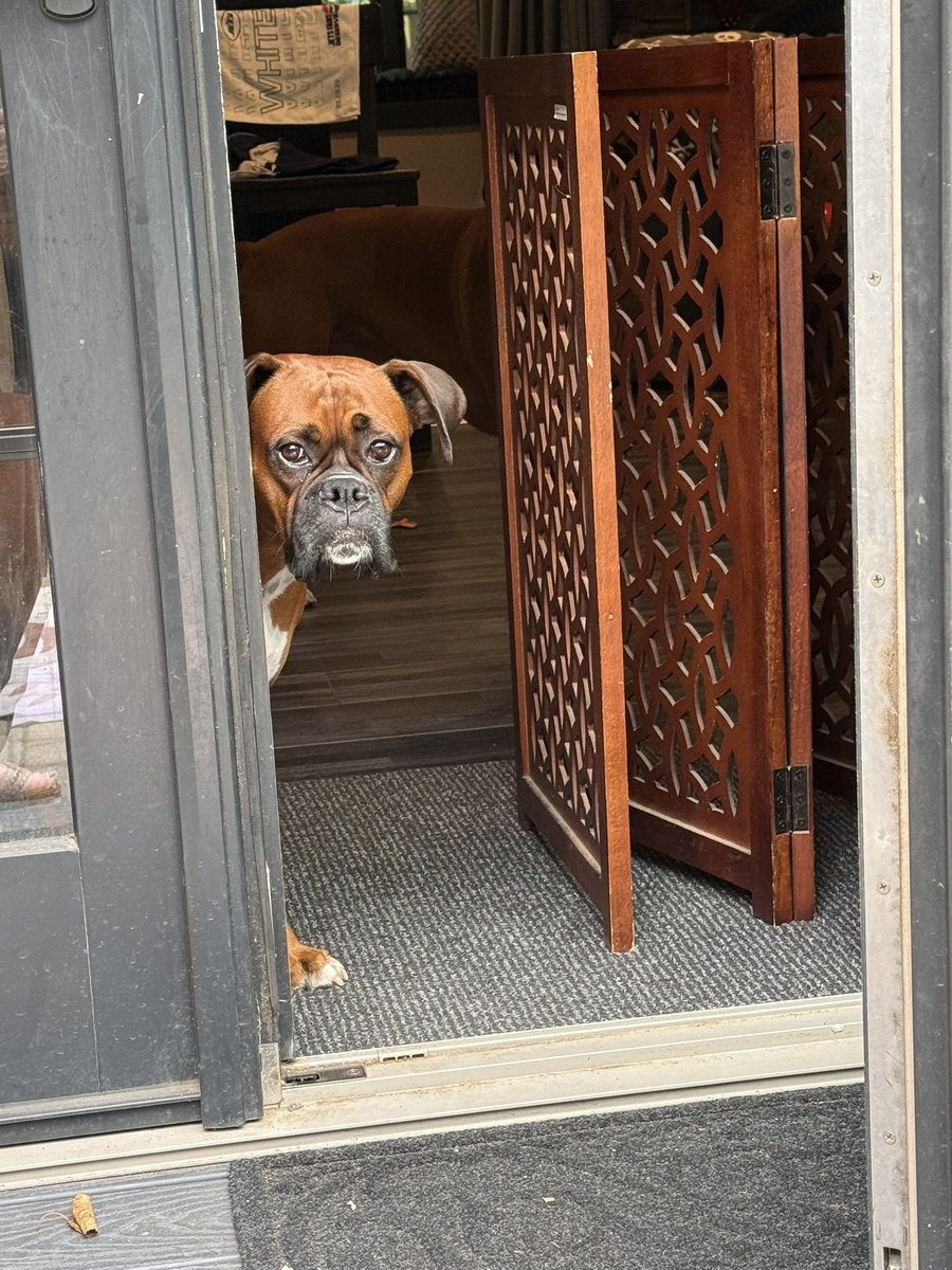 inntothenight's tweet photo. Can you come in please? It’s chicken time.
#boxerpuppy #boxerdogs #boxerlife
#boxerlovers #boxersrock #boxersoftwitter #boxerdogsoftwitter #dogsoftwitter #dogsofx https://t.co/ooClRs1TCb