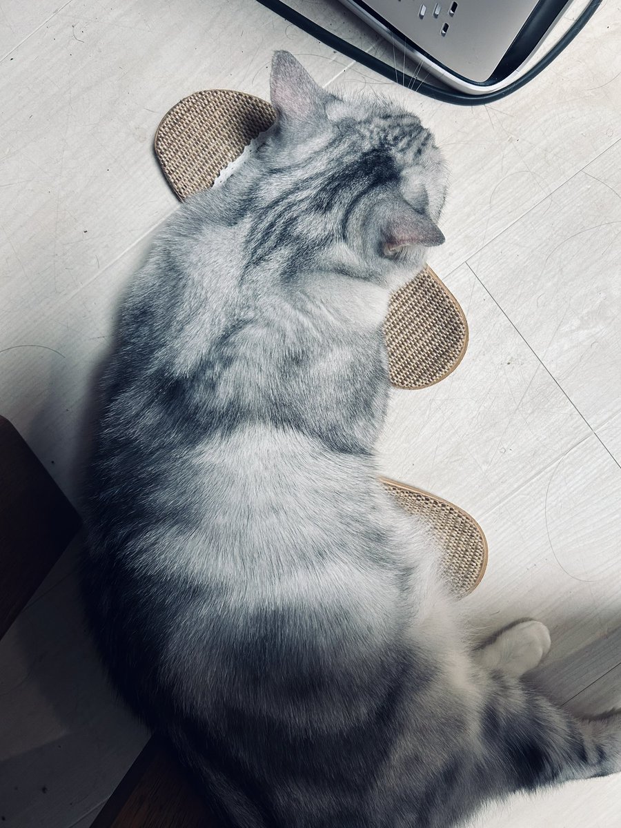 mikkegt's tweet photo. スリッパが落ち着くらしい https://t.co/5JDftHCbgP