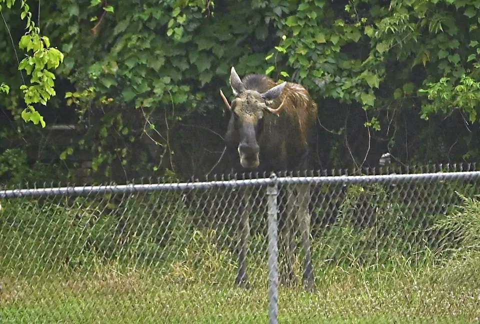 Old_SchoolEddie's tweet photo. A moose wandered into Troy, NY, got stuck in somebody’s yard, and somehow became the city’s temporary celebrity. 

Thousands of people were rooting for it. 

Governor Kathy Hochul’s DEC showed up, tranquilized it, hauled it back to headquarters, and then decided the “humane” move was to kill it.

First a squirrel. Then a raccoon. Now a moose.

But if we defended ourselves against a criminal and they died, we would be arrested... 

Ain't NY great!