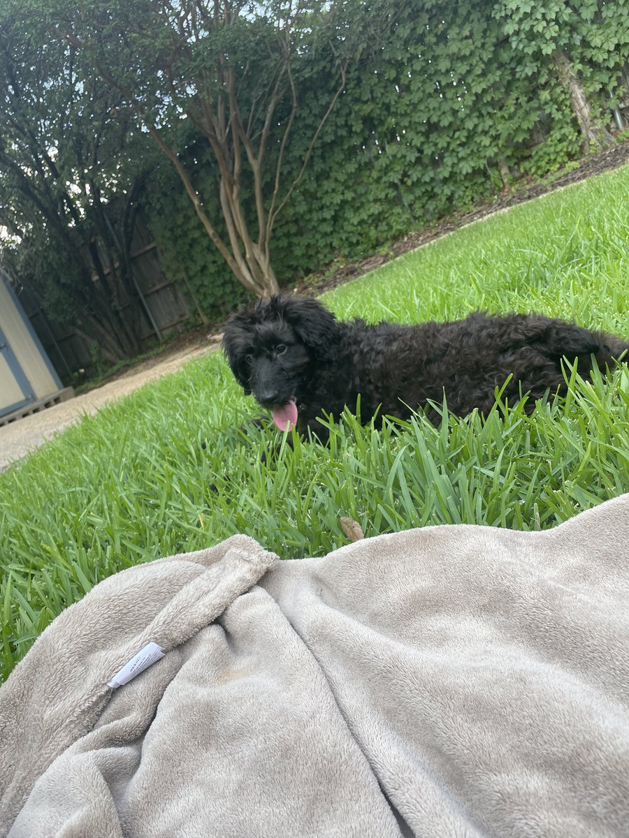lelegirl33's tweet photo. Baby bearrrrr🥰🥰🥰 https://t.co/mZAPMFuYuO