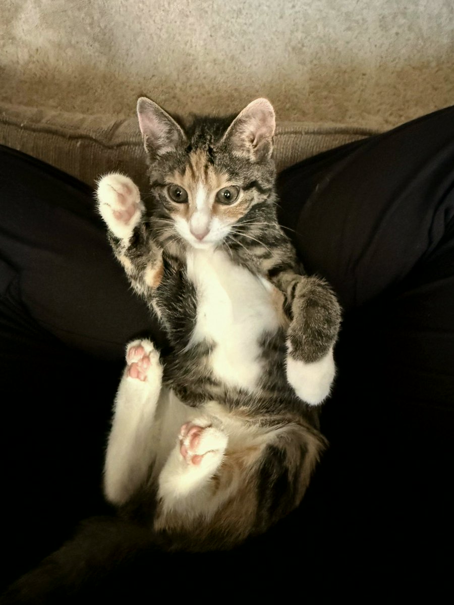 finzigianpa3fz's tweet photo. I'm Unexpectedly Getting a Cat...Today
#FurryFriends https://t.co/VzXlh06ayM