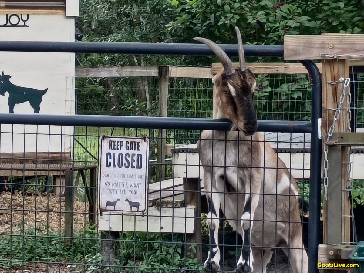 GoatsLive's tweet photo. I so enjoy being greeted like this when I come home.
家に帰ったとき、こんなふうに出迎えられるのが本当に好きです。
#ヤギ #goats https://t.co/u43IsEvGwZ