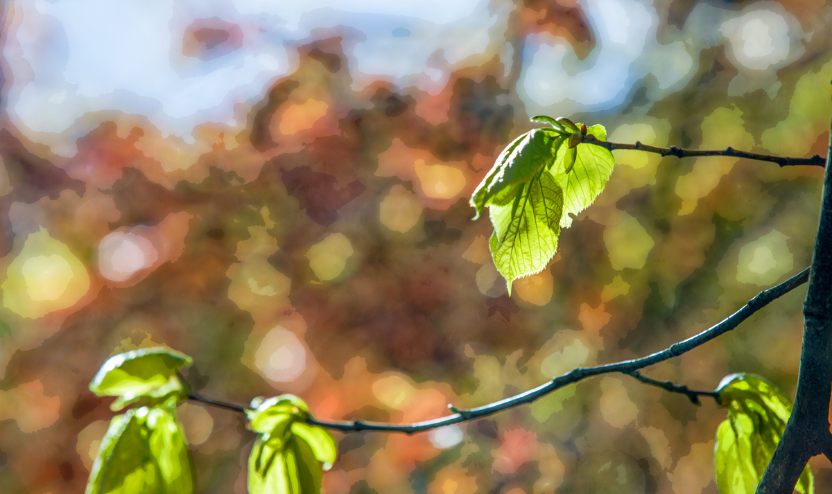 RebeccaChiyn's tweet photo. Hoy hace un sol brillante y el calor perfecto para salir a caminar y disfrutar del aire fresco de primavera. （中文大意：今天阳光明媚，春日的温度正适合出门散步��受清新空气）， https://t.co/F3BAM1RaYe