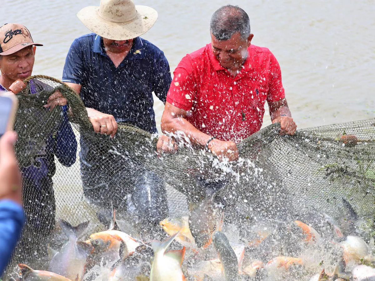 Guerrillapure's tweet photo. #Apure | Inició en el municipio Biruaca la recolección masiva de 50.000 ejemplares de coporo, cachama y cachamoto en la Estación Piscícola regional. La meta: generar más de 75 toneladas de proteína para el país y abastecer a productores de 14 estados. https://t.co/AanC17qkJY https://t.co/KNgCCoPh0d