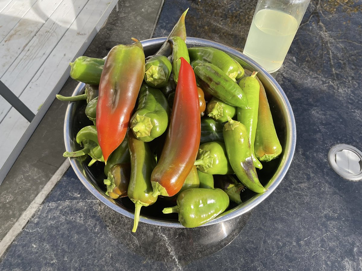 Northerngold01's tweet photo. Harvested the remaining Thunderbolt Peppers, freezing temperatures expected tonight.
 5 lbs the dehydrator will be getting a workout😎 https://t.co/Z6eI1jvsjm