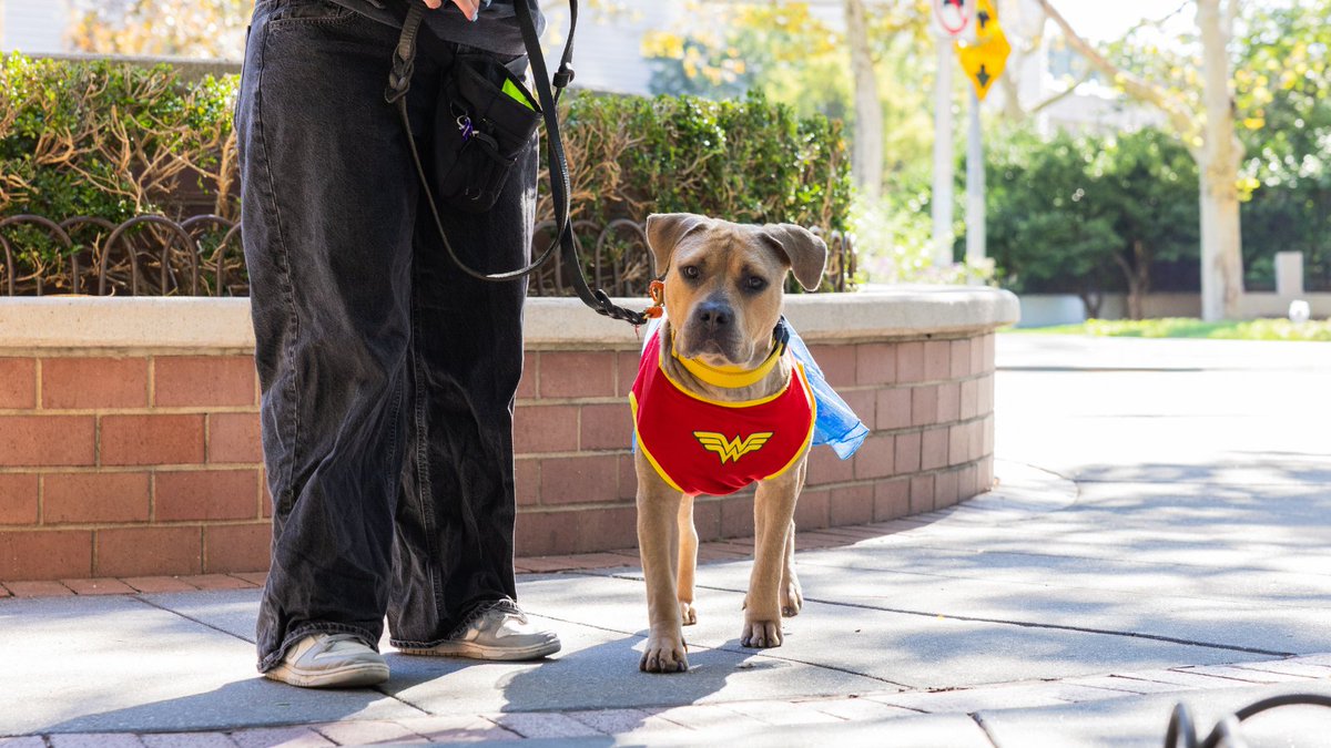 ASPCAPro's tweet photo. We've officially entered Q4 and there's a lot to celebrate and plan for!

From celebrating shelter pets and supporting lifesaving work, the final quarter of the year is filled with important dates for animal shelters and rescues.  https://t.co/MdjGUK2vpN https://t.co/yKWV3QIONW