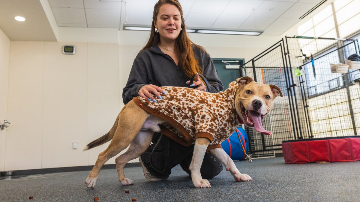 ASPCAPro's tweet photo. We've officially entered Q4 and there's a lot to celebrate and plan for!

From celebrating shelter pets and supporting lifesaving work, the final quarter of the year is filled with important dates for animal shelters and rescues.  https://t.co/MdjGUK2vpN https://t.co/yKWV3QIONW