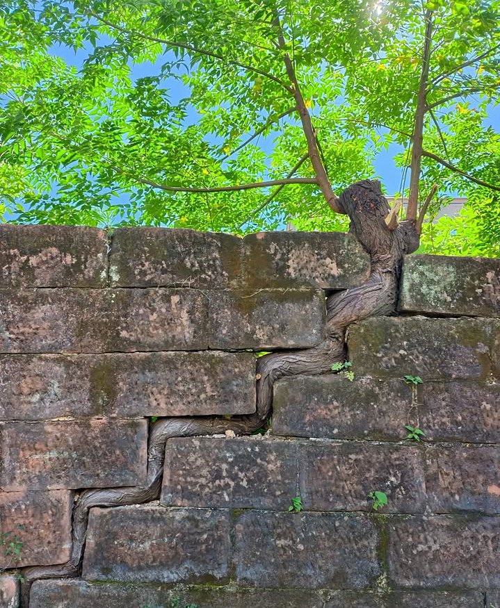 Grahamjoel25's tweet photo. There must be a way out to spring 🌱 🌼 forth, it's been God all through. https://t.co/M1ISAjZBxq