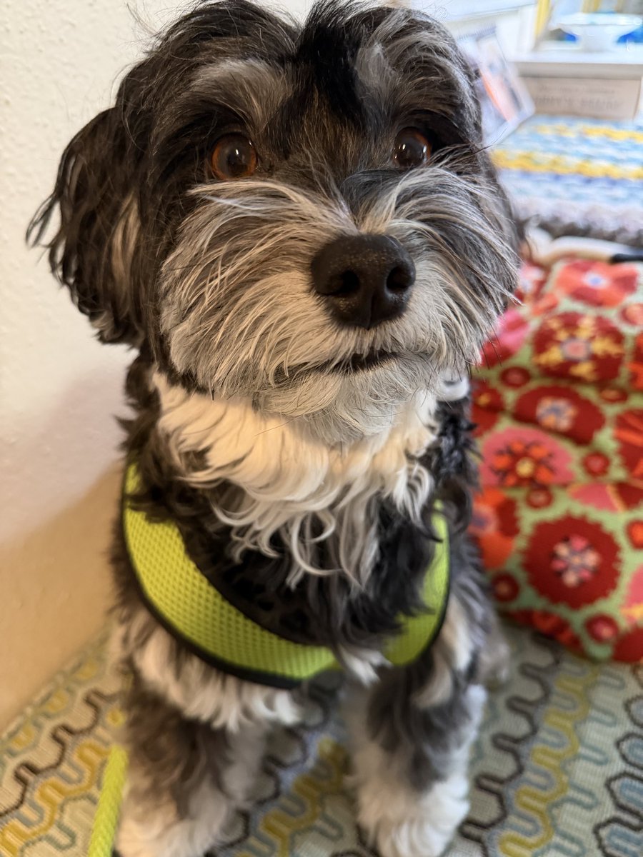 jackyhavanese's tweet photo. Off for a walk https://t.co/59v9sBkyuQ