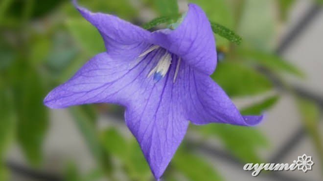 Flowercat24's tweet photo. おはようございます。( ⸝•ᴗ•⸝)੭⁾⁾
9月の💜ｷｷｮｳ💜

アイスコーヒーからホットコーヒーに変わってきました☕️🌿.•* 
だいぶ涼しくなってきましたね

皆さま今日も安全第一で
良い一日になりますように✨

素敵な週末を🤗✨ https://t.co/U8aop1VZMh
