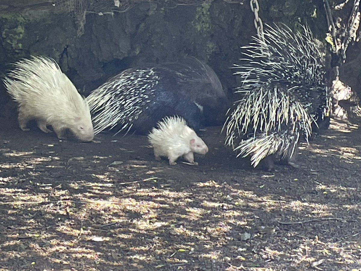 moq_2's tweet photo. シャボテン公園の赤ちゃん可愛かった🥹 https://t.co/0oTDSPjdRb