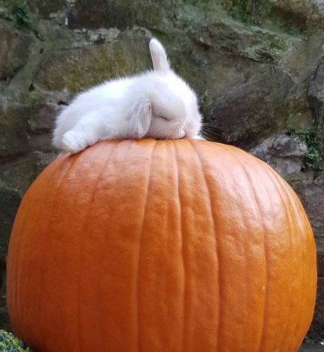 floralapine's tweet photo. the bunny princess is waitin' for the pumpkin to turn into a carriage so she can attend the royal ball, in search of her bunny prince ~ ♥︎ https://t.co/h5gk1oXs5m