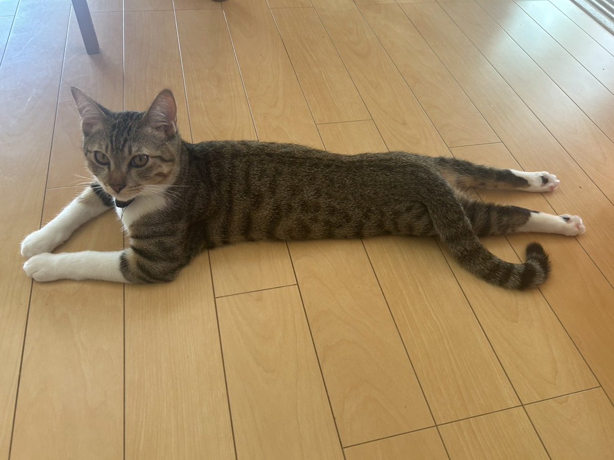 SONI198142's tweet photo. 今日も天使やな https://t.co/RySDsfflQa
