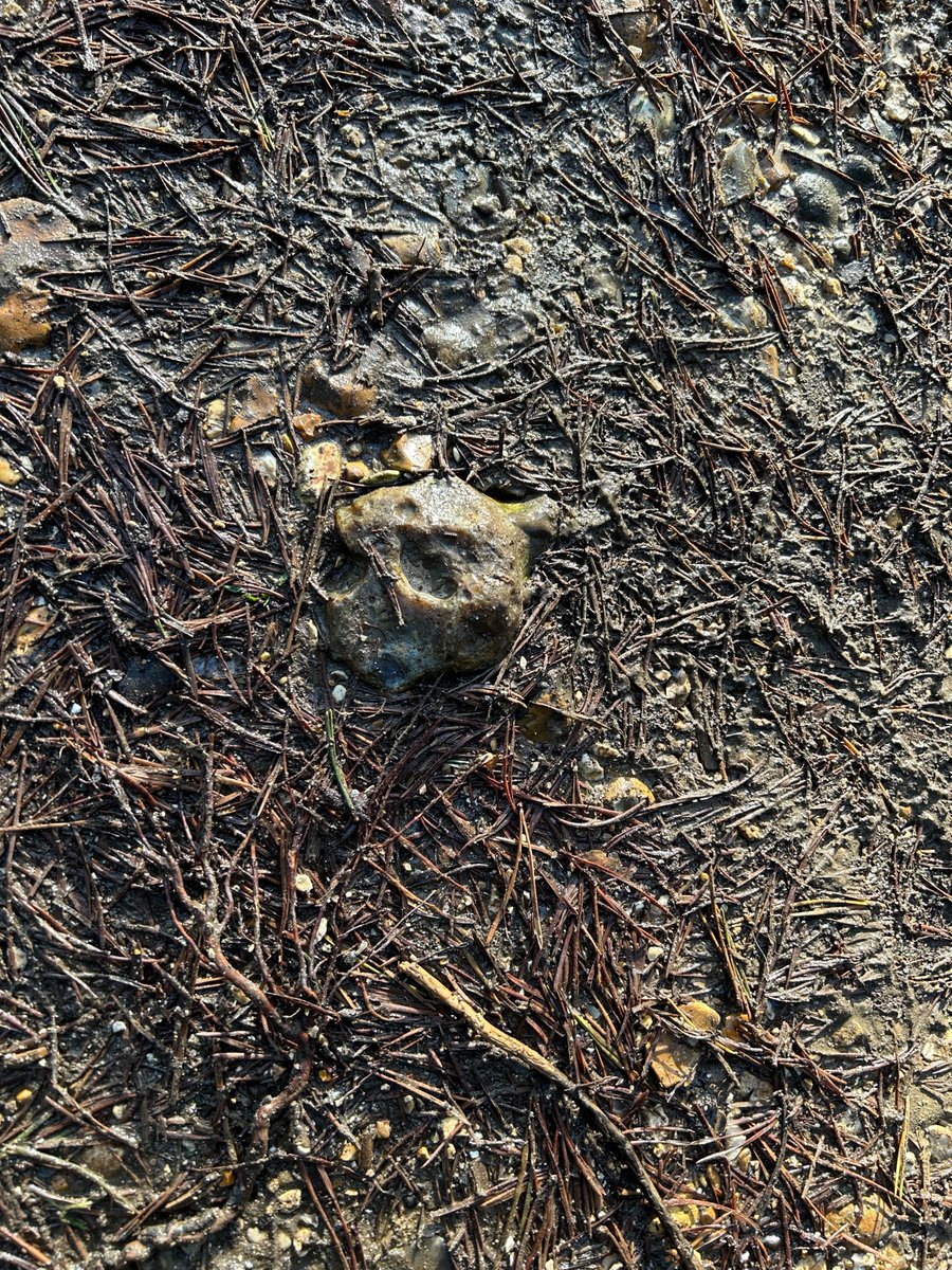 DailyPicTheme2's tweet photo. Friday 2 October

Today’s Daily Picture Theme is ‘Contributors Choice  - Pareidolia'

RT or reply with your own photo

Tomorrow’s theme will be ‘Aircraft'

#DailyPictureTheme

I saw a face in this stone in December 2023! https://t.co/HhJpr1mbTU