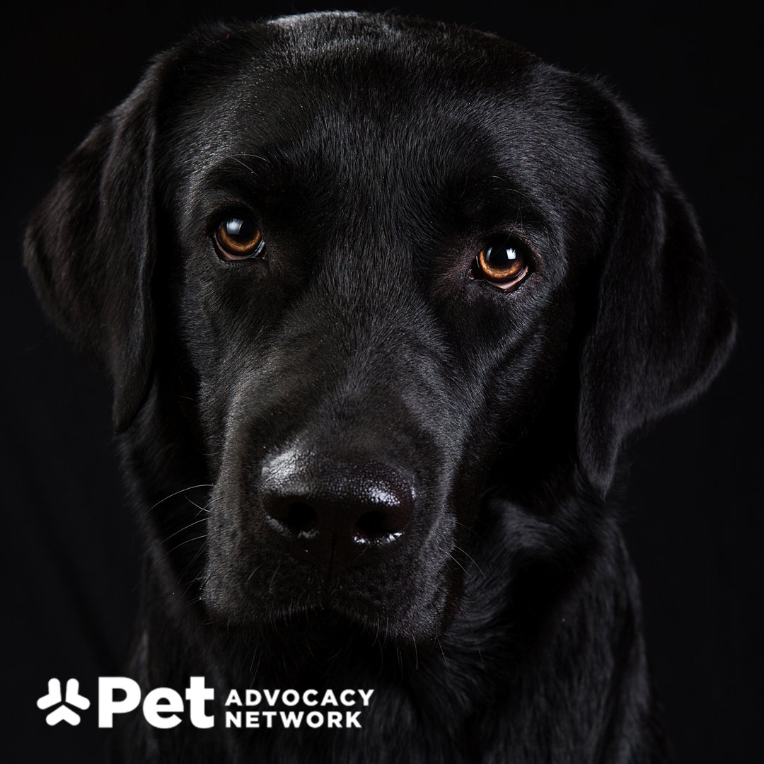 PetAdvocacy's tweet photo. To kick off spooky season, Happy National Black Dog Day!

Black dogs make wonderful companions, bringing plenty of love, loyalty, and personality into the homes of families everywhere.

Today is a great opportunity to celebrate the black dogs in our lives while remembering the importance of responsible pet ownership. 

Take some extra time today to show your dog how much they mean to you. If you’re considering bringing a dog into your family, a black dog may be the perfect companion for you!