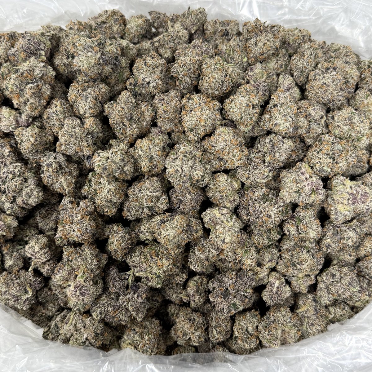 caliplug_distro's tweet photo. STRAIN: MAYBACH 🌿
TYPE: BIGZ 📦 
PRICE: $1050💰

👀 Bag Appeal: 8/10
📏 Nug Size: 8/10 
🧱Structure: 8/10
👃Nose: 7/10
💧Freshness: 8/10
✂️Trim/Cleanliness: 9/10
🌀Breakdown: 7/10 
👅 Taste/Smoothness: 9/10 
🔥Burn/Ash: 8/10   

TOTAL: 80/100 🏆 

AVAILABLE 
@Caliplug_distro📍 https://t.co/mVRhPLqAiX