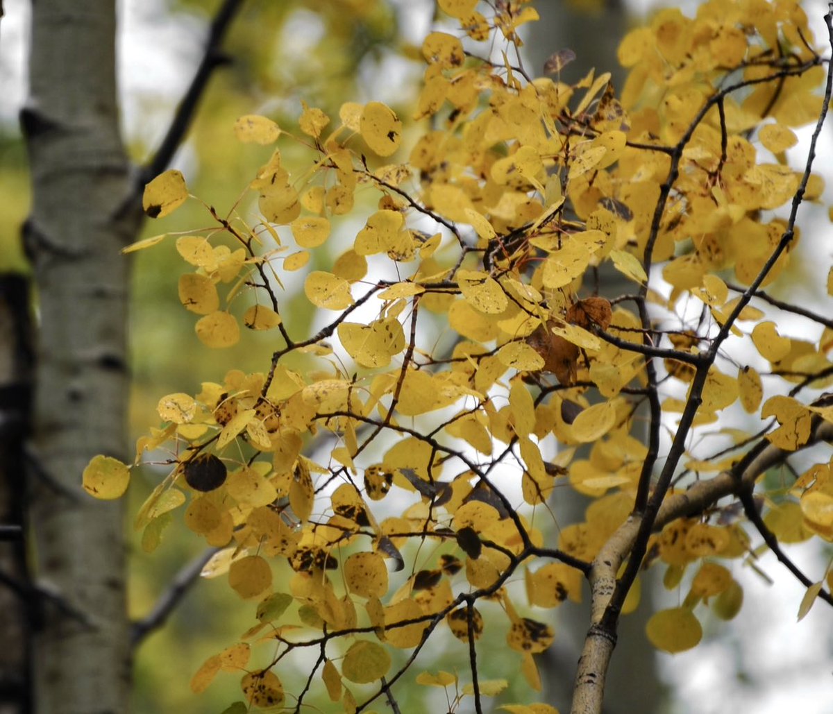 XploreFoto's tweet photo. It’s Fall in Arizona!
#Fall #Leaves #Colors #Arizona #ExplorePhotography 
https://t.co/2zUK7sWWrD https://t.co/QhjEZIVxO3