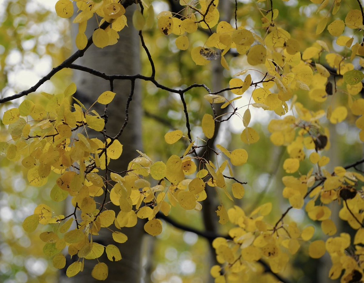 XploreFoto's tweet photo. It’s Fall in Arizona!
#Fall #Leaves #Colors #Arizona #ExplorePhotography 
https://t.co/2zUK7sWWrD https://t.co/QhjEZIVxO3