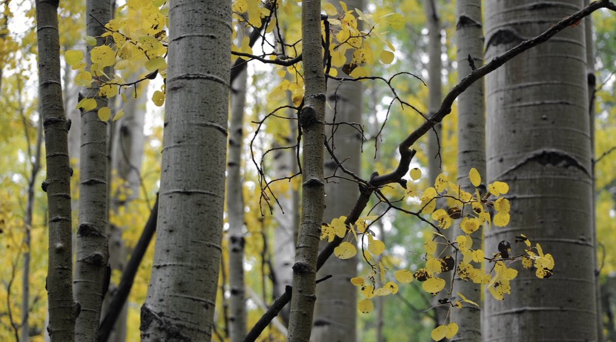 XploreFoto's tweet photo. It’s Fall in Arizona!
#Fall #Leaves #Colors #Arizona #ExplorePhotography 
https://t.co/2zUK7sWWrD https://t.co/QhjEZIVxO3